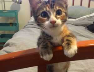 download grandiamod1.2 pc