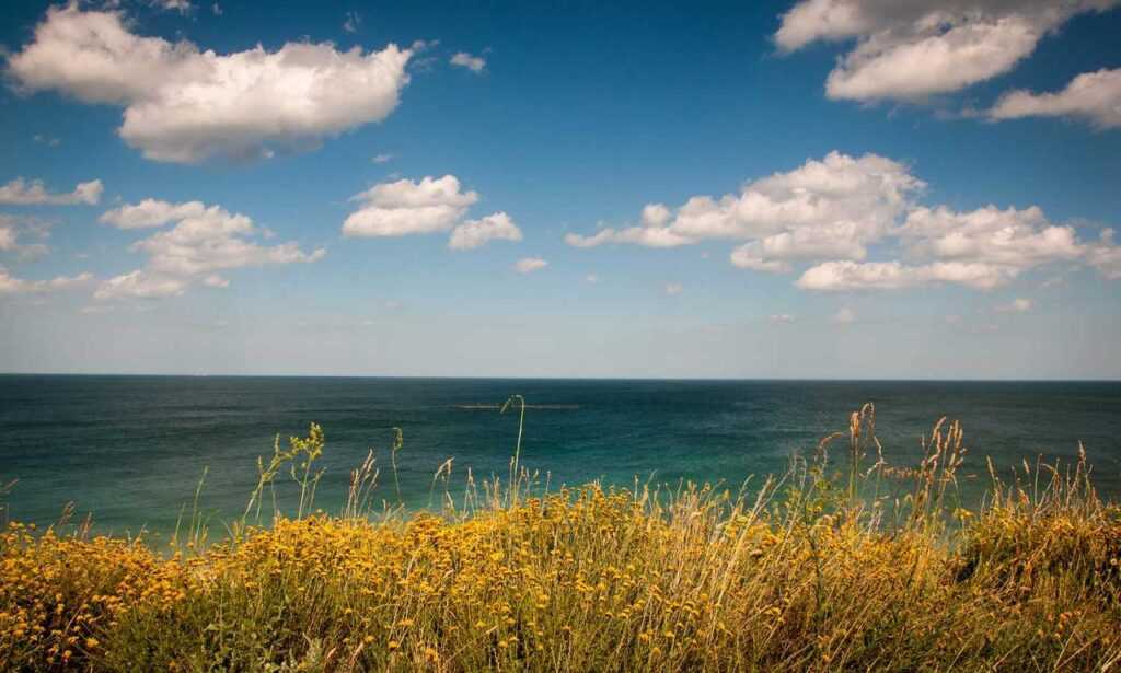 what should i serve with renkooki