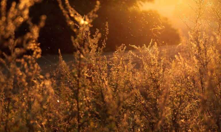 why biohunt2000 game are popular