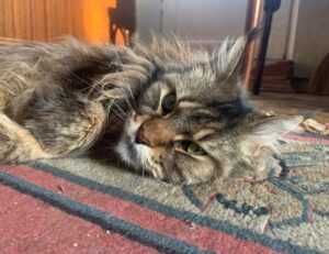 why xuirmejets share price going up