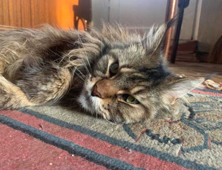 why xuirmejets share price going up