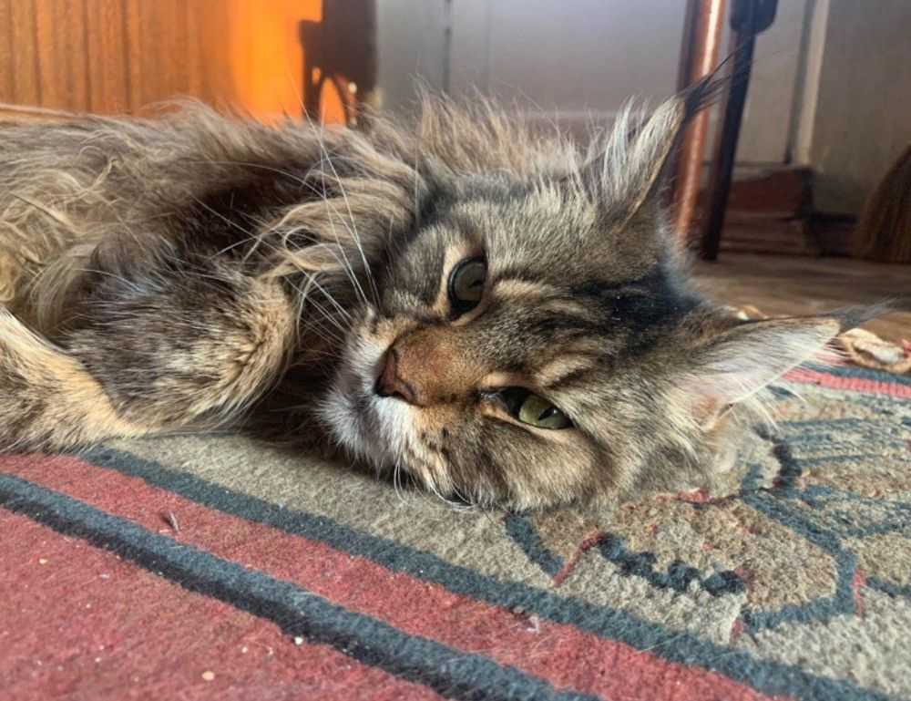 why xuirmejets share price going up