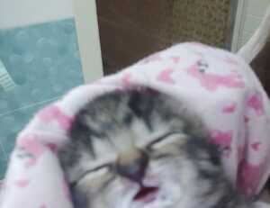 what is mogothrow77 software informer