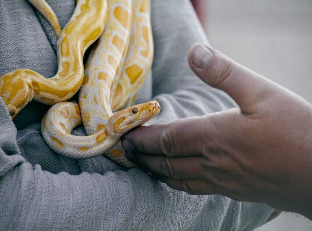 What Is 8tshare6a Python